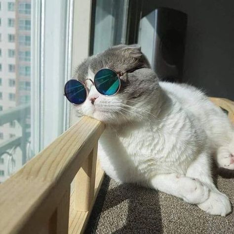 Wearing Sunglasses, A Cat, Sunglasses, Grey, White