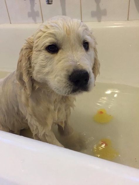 Golden bath...adorable face Goofy Animals, Golden Life, Crazy Dog Lady, Sweetest Thing, Crazy Dog, Puppy Pictures, Cute Creatures, Golden Retrievers, Animal Love