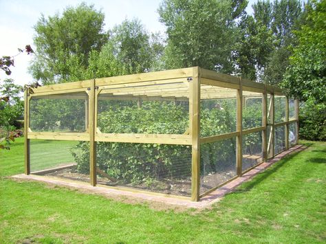 Enclosed Garden Structures, Vege Garden Ideas, Garden Enclosure Ideas, Blueberry Gardening, Fruit Cage, Fenced Vegetable Garden, Berry Garden, Bush Garden, Orchard Garden