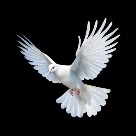 Dove Photography Bird, Dove Flying Photography, Dove Aesthetic Bird, Doves Photography, Dove Picture, Dove Sketches, Dove Wings, Dove Aesthetic, Doves Flying