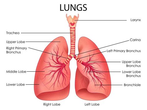 illustration of Healthcare and Medical education drawing chart of Human Lungs for Science Biology study Lungs Drawing Aesthetic, Lungs Art Anatomy, Lungs Drawing Anatomy, Lungs Anatomy Drawing, Anatomy Of Lungs, Lungs Diagram, Lungs Drawing, Medical Diagrams, Education Drawing