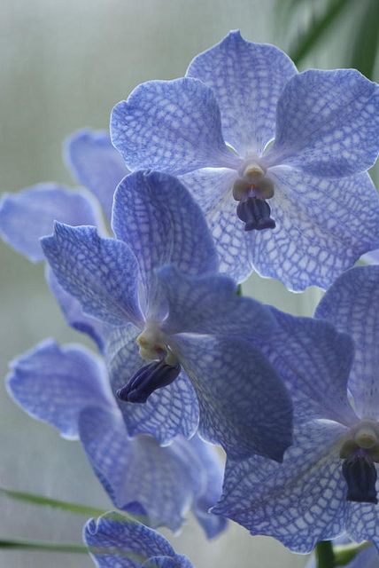 Blue Vanda Orchid, Volunteer Park, Seattle Blue Vanda Orchids, Blue Orchid Flower, Moon Cafe, Orchid Photography, Vanda Orchids, French Gifts, Miniature Flowers, Slouch Socks, Blue Orchids