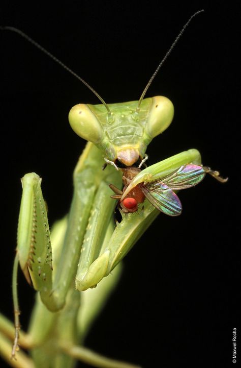 Regard Animal, Bird People, Insect Photography, Praying Mantis, Cool Bugs, Animal Print Wallpaper, Arthropods, Creepy Crawlies, Beautiful Bugs