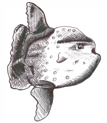 Sun Fish Fish Ocean Drawing, Sunfish Drawing, Ocean Sunfish Drawing, Fish In The Ocean Drawing, Fish Drawing From Above, Sun Fish, Fish Drawing, Fish Drawings, Drawing Tutorials