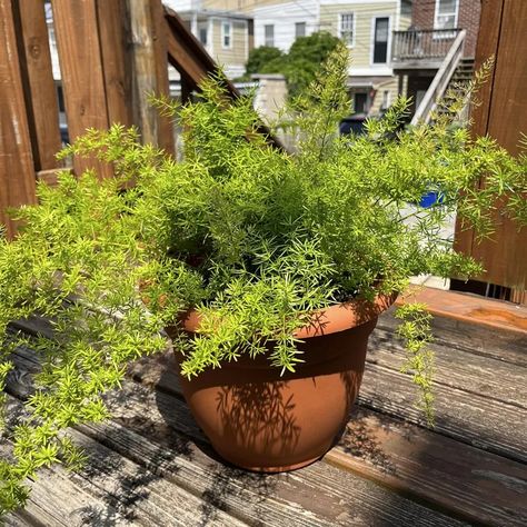 How To Make Asparagus, Asparagus Fern, Asparagus, Fern, Turning, Yellow, Flowers