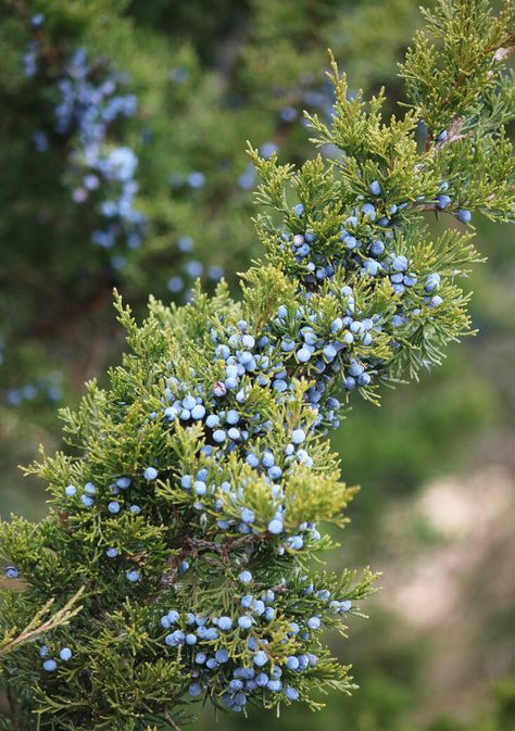 How often does one think of juniper as a locally grown, seasonal spice—fresh and blue, and sweetly resinous? And how often do most people use juniper in the kitchen, anyway? Juniperus virginiana, native to much of the US and parts of Canada, changed the way I think about juniper, and its fresh flavor brought a […] Juniper Tree Aesthetic, What To Do With Juniper Berries, Juniper Aesthetic, Uses For Juniper Berries, Juniper Berries Witchcraft, Blue Star Juniper Companion Plants, Juniper Flower, Juniper Berries Medicinal, Juniperus Virginiana