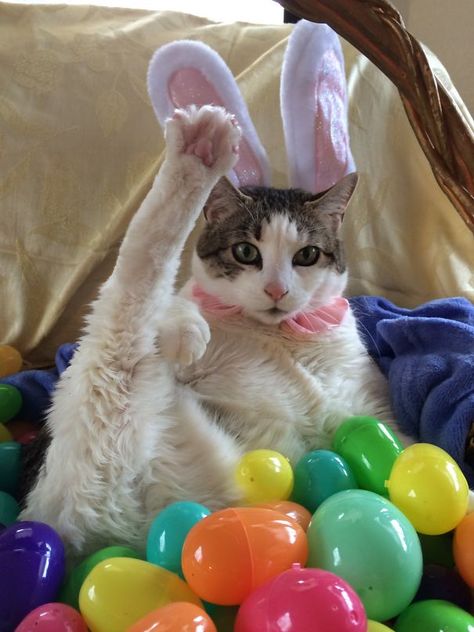 I Swear - I'm The Real Easter Bunny ! Easter Funny Pictures, Easter Profile Pics, Easter Pfp Aesthetic, Funny Easter, Funny Easter Bunny Pictures, Easter Animals, Easter Pfp, Easter Cat, Bunny Cat