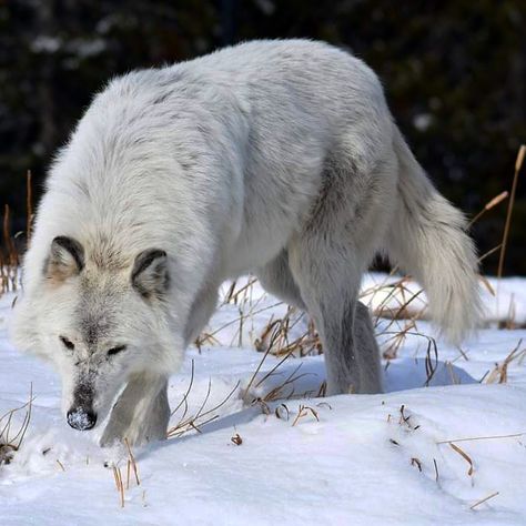 Wolf Therian, Dog Reference, Wolf Poses, Werewolf Aesthetic, Wolf Husky, North American Animals, Wolf Stuff, Wolf Photography, Arctic Wolf