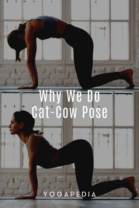 Cat Pose Yoga, Cow Pose Yoga, Cat Cow Yoga Pose, Yoga Warm Up, Feet Yoga, Warm Up Yoga, Wings Workout, Corporate Yoga, Cat Cow Pose