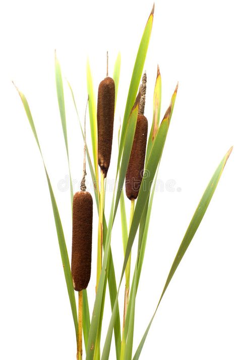 Reed mace. Reed it is isolated on a white background , #AFF, #mace, #Reed, #isolated, #background, #white #ad Cattail Plant, Walls Painting, Fall Clip Art, Free Green Screen, Cat Tail, Nature Art Painting, Nature Plants, Walking Stick, Water Plants