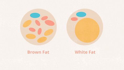 A special kind of body fat known as brown fat, or brown adipose tissue, may actually burn calories. This guide will tell you everything you need to know about what brown fat is, what it does, and how it affects your health. Types Of Intermittent Fasting, Healthy Food Swaps, Pet Scan, Nutrition Consultant, Nuclear Medicine, Liquid Vitamins, Brown Adipose Tissue, Homemade Popsicles, Small Study