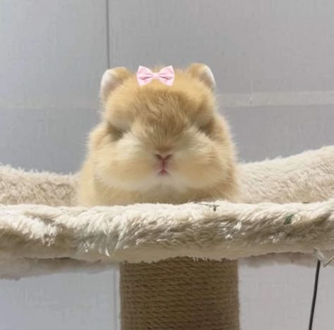 Rabbit Coquette, Tiny Baby Animals, Pet Bunnies, Rabbit Icon, Lop Bunnies, Cutest Bunny Ever, Fluffy Bunnies, Bunny Cat, Cute Ginger