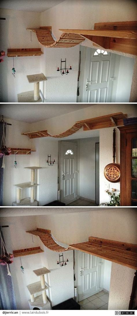 Diy Chat, Chat Diy, Niche Chat, Cat Shelves, Cat Room, Cat Wall, Cat Tree, Crazy Cat Lady, Cat House