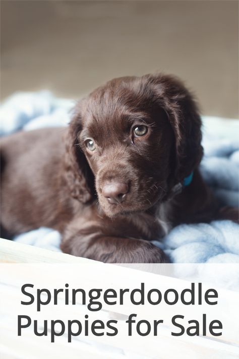 Springer Doodle Puppies, Springerdoodle Puppy, Springer Doodle, Sproodle Puppies, Spaniel Puppies For Sale, Bday Wishes, Doodle Puppy, Purebred Dogs, Companion Dog