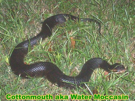 cottonmouth: water moccasin Water Moccasin Snake, Cottonmouth Snake, Snake Information, Spiders And Snakes, Water Facts, Mysterious Creatures, Giant Snake, Cotton Mouth, Florida Water