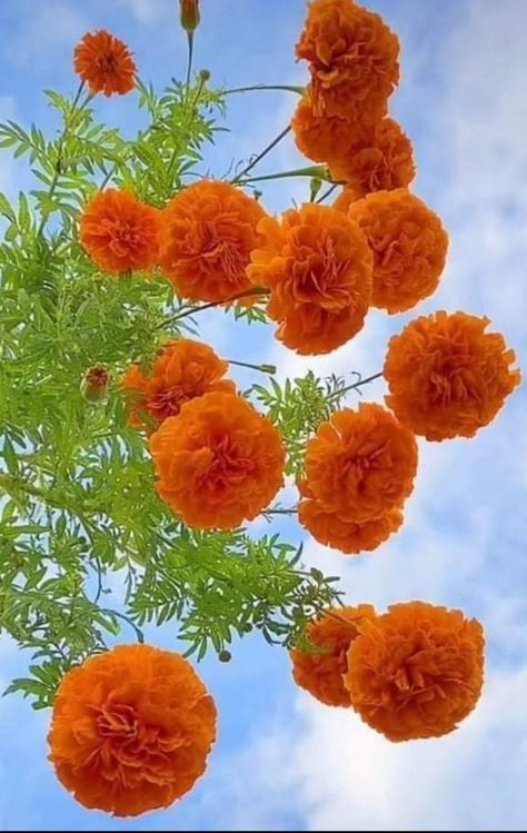 Learn how to grow and care for Marigold fast growing flowers. Perfect for kids and beginner gardeners and plant parents. Indian Flowers Plants, Marigold Flower Aesthetic, Indian Plants, Happy Monday Good Morning, Garden Core, Flowers To Paint, Fast Growing Flowers, Monday Good Morning, Marigold Seeds