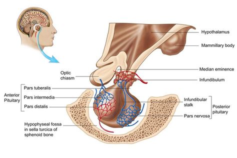 Pituitary Gland Pituitary Gland Tumor, Anterior Pituitary, Internal Carotid Artery, Carotid Artery, Nerve Fiber, Mammary Gland, Pharmacology Nursing, Pituitary Gland, Medical School Essentials