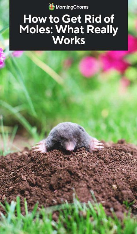 Diy Mole Repellent, Mole Deterrent, How To Get Rid Of Gophers In Yard, Natural Mole Repellent, How To Get Rid Of Moles In Yard, Mole Removal Yard, How To Keep Moles Out Of The Garden, Moles In Yard, Mole Tunnels