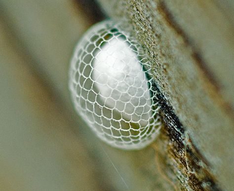 Cocoon cover of Climacia dictyona.  (Spongilla fly, relative of antlions and lacewings) Animal Eggs, Animal Architecture, Lacewings, Amazing Insects, Caddis Flies, Cool Insects, Types Of Insects, A Bug's Life, Seed Bank