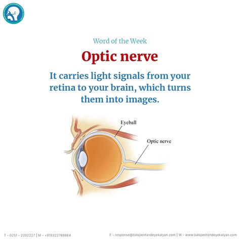 The optic nerves relay messages from your eyes to your brain to create visual images. They play a crucial role in your ability to see. Millions of nerve fibers make up each optic nerve. Damage to an optic nerve can lead to vision loss in one or both eyes. #balajienthospital #balajientandeye #WordOfTheWeek #OpticNerve #eyesight Optic Nerve Damage, Eye Facts, Optic Nerve, Nerve Fiber, Vision Loss, Nerve Damage, Your Brain, Nerve, All About Eyes