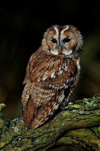 Owl Aesthetic Cute, Brown Owl Aesthetic, Tawny Owl Aesthetic, Owl Asthetic, Owls Aesthetic, Aesthetic Owl, Owl Man, Owl Aesthetic, Bird Aesthetic