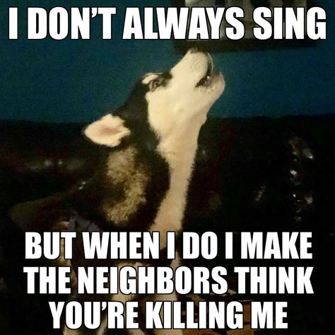 WOOOOOOOOOOOOO !!! Husky Meme, Pomchi Dogs, Husky Quotes, Husky Humor, Pomchi Puppies, Siberian Husky Funny, Pomeranian Chihuahua Mix, Funny Husky, Dogs Photography