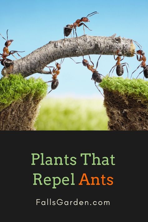 Plants That Repel Ants Sloped Garden Ideas, Plants That Repel Ants, Sloped Backyard Ideas, Tansy Plant, Ant Repellent, Growing Mint, Growing Rosemary, Backyard Ideas On A Budget, Rosemary Plant