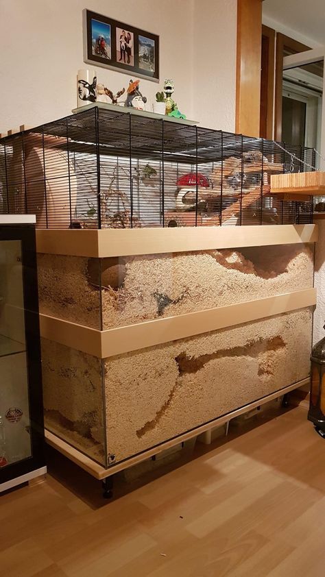 Gerbilarium Ideas, Hamster House Ideas, Gerbil Cage Ideas, Hamster Enclosure Ideas, Gerbil Habitat, Degu Cage, Hamster Cage Ideas, Kandang Hamster, Gerbil Cages