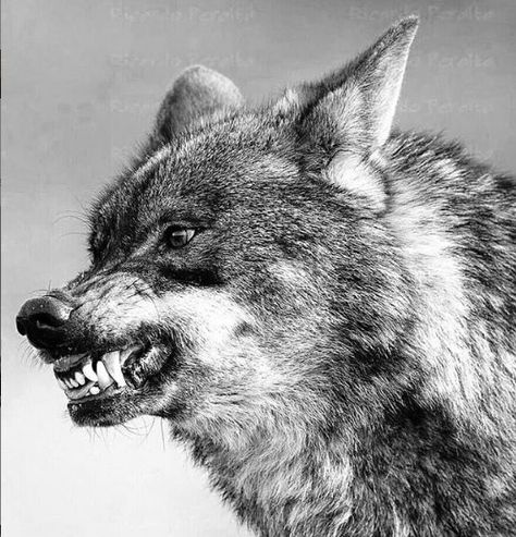 14 Secrets About Wolves | The Paws Wolf Poses, Wolf Clothing, Angry Wolf, Angry Animals, Wolf Tattoo Sleeve, Wolf Artwork, Scary Dogs, Wolf Tattoo Design, Wolf Photos