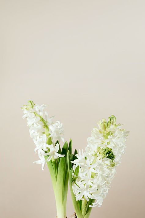 Hyacinth Flower, White Hyacinth, Fantastic Flowers, Easter Backgrounds, Favorite Flowers, Background Background, Idea Board, Beige Background, Flower Images