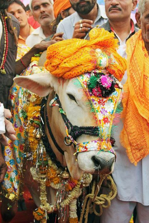 Sacred Cow, Indian Animals, Cow Tattoo, Cow Cat, Photo Exhibit, Amazing India, Bull Cow, Cow Pictures, Cow Painting