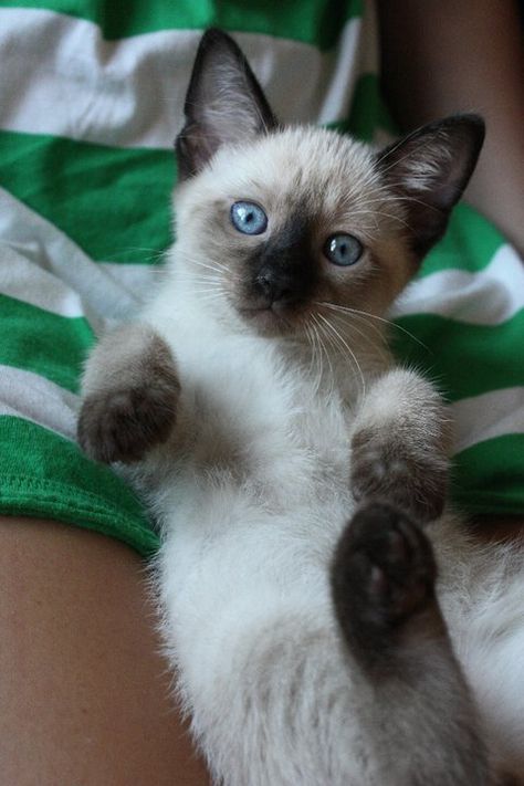 . Siamese Cats Facts, Cats Siamese, Cats Facts, Tonkinese, Mine Mine, Cat With Blue Eyes, Siamese Kittens, Cat Facts, Fluffy Cat