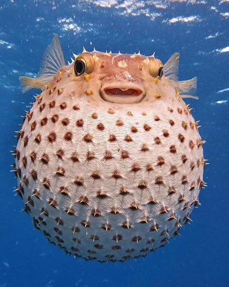 Underwater Animals, Puffer Fish, Beautiful Sea Creatures, Water Animals, Angler Fish, Underwater Creatures, Fish Drawings, Aquatic Animals, Fishing Humor