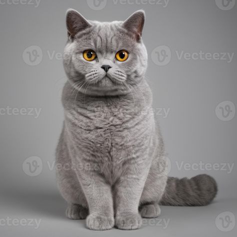 AI generated Full body of a british shorthair cat on plain background Cat Full Body Photo, Full Body Photo, Plain Background, Shorthair Cat, British Shorthair Cats, Plains Background, Tree Saw, British Shorthair, Cityscape Photos