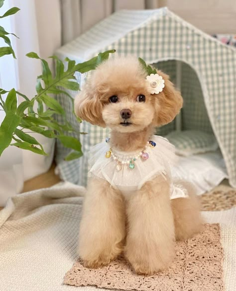 Poodle With Bows In Hair, Pomapoo Haircut Styles, Toy Poodle Haircut Styles, Maltipoo Haircut Styles, Maltipoo Haircuts, Toy Poodle Haircut, Teddy Bear Poodle, Poodle Haircut Styles, Dog Line Art Tattoo