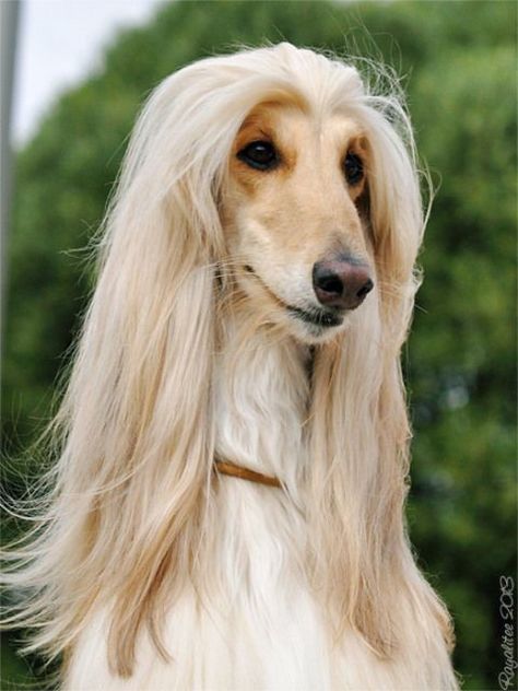 Dogs Haircut, Hound Dog Breeds, Afghan Hounds, Beagle Dogs, Hound Puppies, Dog Haircuts, Haircut Style, Very Cute Dogs, Afghan Hound