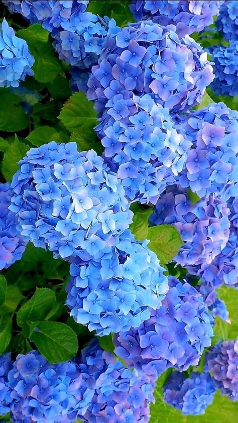 Hydrangea Wallpaper, Blue Hydrangea Flowers, Peonies And Hydrangeas, Hydrangea Care, Blue And Purple Flowers, Grasses Landscaping, Hydrangea Purple, Wallpaper Nature Flowers, Blue Garden