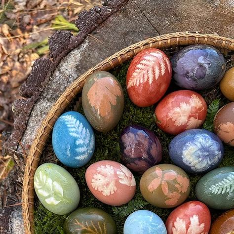 Sherrie on Instagram: "Did the Easter bunny come to my house early? Nope, that’s just my cat Charlie checking out the eggs I made😸 I decided to dye eggs using natural dyes and it was so much fun! My kitchen has been a disaster for days and I’m not sure I could recreate any of these colors if I had to but I’m really happy with how they turned out. (I used blueberries, red cabbage, turmeric, coffee, and onion skins in various combinations) #naturallydyedeggs #naturaldye #easter #eastereggs #inspiredbynature #botanicalcreativity #naturemagic #handmade #handmadewithlove" Turmeric Coffee, Dye Eggs, Easter Egg Art, Egg Dye, Easter Egg Dye, The Easter Bunny, Egg Art, Red Cabbage, Naturally Dyed