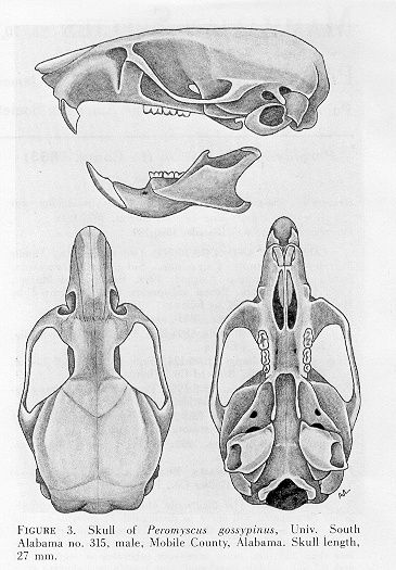 Real Complete Nutria Rat Skull (Large Louisiana Rodent) | Rats ... Mouse Skull Drawing, Rat Anatomy Drawing, Rat Skull Drawing, Rat Skull Tattoo, Nutria Rat, Biological Drawings, Rat Anatomy, Rat Skeleton, Rat Skull