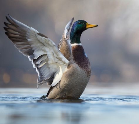 Mallard Duck Photography, Duck Reference Photo, Mallards Ducks, Duck Reference, Ducks Photography, Rouen Duck, Ducks Flying, Male Duck, Duck Photography