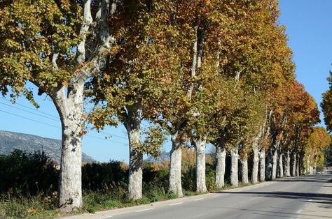 Learn How to Grow the London Plane Tree London Plane Tree, London Plane, Plant Combos, Plane Tree, London Vibes, Tree Pruning, Clay Soil, Rain Garden, Shade Trees