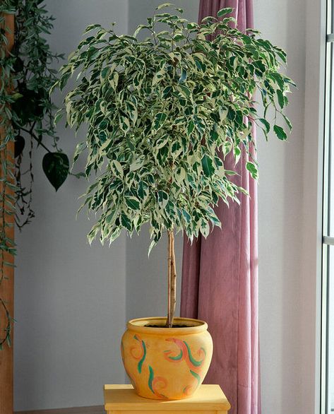 Learn How to Grow Ficus Benjamina Indoors to liven up your space with its tropical vibes and lush foliage. Read on to know everything! Homes With Plants, Ficus Tree Indoor, Indoor Tree Plants, Indoor Plant Display, Weeping Fig, Ficus Benjamina, Garden Hedges, Large Indoor Plants, Indoor Tree