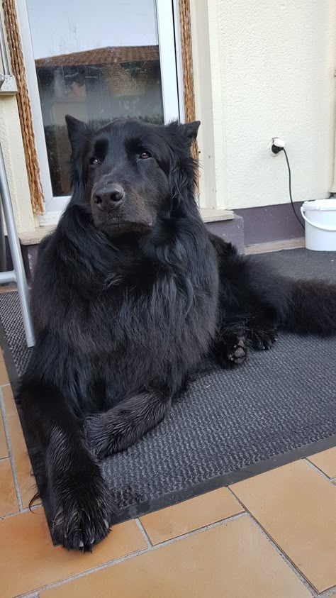 Black Big Dogs, The American Roommate Experiment, American Roommate Experiment, Big Dogs Breeds, Biggest Dog In The World, Biggest Dog, Big Dog Breeds, Tattoo Minimalist, Dogs Breeds