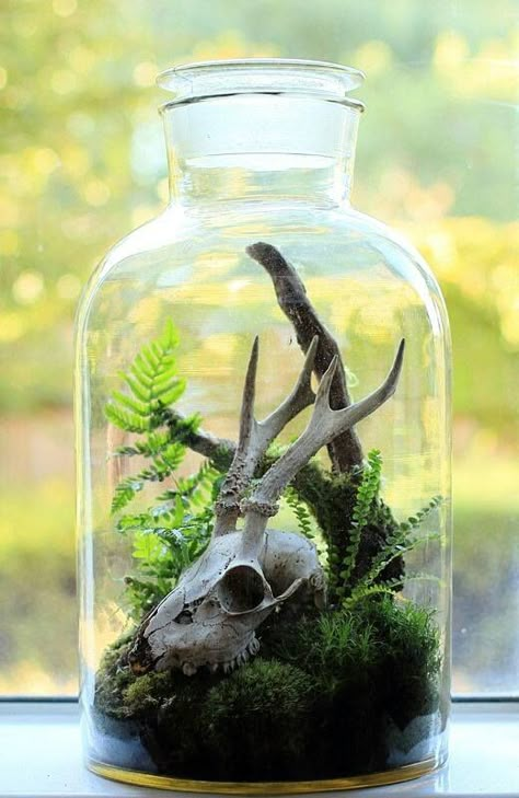 <3 Victorian Terrariums, Dnd Room, Bottle Plant, Cactus Terrarium, Koti Diy, Beautiful Terrariums, نباتات منزلية, Terrarium Ideas, Animal Skull