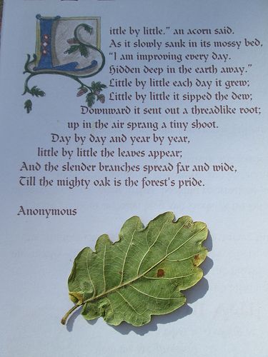 "Little by litte", an acorn said as it slowly sunk in its mossy bed, "I am improving everyday, hidden deep in the earth away", Little by little each day it grew; Little by little it sipped the dew; Downward it sent out a threadlike root; up in the air sprang a tiny shoot. Day by day & year by year, little by little the leaves appear; And the slender branches spread far & wide, Till the mighty oak is the forests pride. Anon Mighty Oaks Quotes, Mighty Oaks, Sermon Series, Sink In, Wise Quotes, Little Things, Old Things