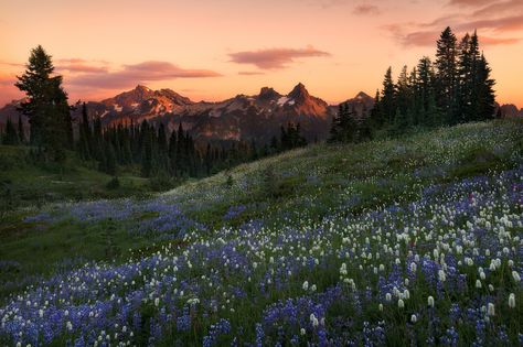 Widget Background, Mt Rainier National Park, Ipad Background, Mt Rainier, Rainier National Park, Wallpaper Laptop, Nature Backgrounds, Computer Wallpaper, Laptop Wallpaper