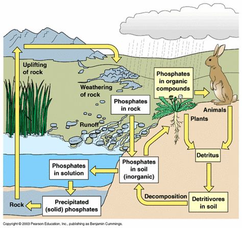 Phosphorus Cycle, Biogeochemical Cycles, Bio Project, Homeschool Diploma, Rainforest Biome, Citing Evidence, Nitrogen Fixation, Sensory Details, Environmental Engineering