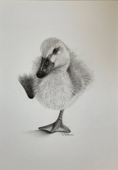 1010 Realistic pencil drawing of a fuzzy duckling standing on one foot, showcasing detailed feather texture and artistic shading. | Sky Rye Design Drawing Utensils, Small Sketchbook, Duck Drawing, Feather Texture, Realistic Pencil Drawings, Different Birds, Drawing Exercises, Artwork Online, Drawing Projects