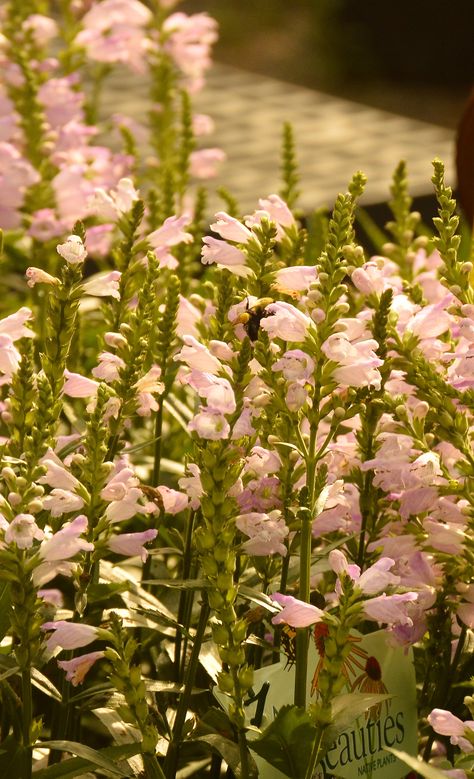 'Miss Manners' Obedient Plant  (Physostegia virginiana) Physostegia Virginiana, Perennials For Sun, Obedient Plant, Rings Wedding, Wedding Things, Manners, Flowers Bouquet, Perennials, Bouquets