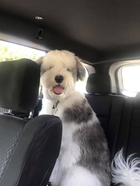 Old English Sheepdog Short Hair, Sheep Dog Aesthetic, Old English Sheepdog Haircut, Sheepadoodle Grooming, English Sheep Dog, Bernadoodle Puppy, Welsh Sheepdog, Sheep Dog Puppy, Giant Dog Breeds